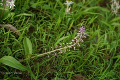 Ledebouria revoluta